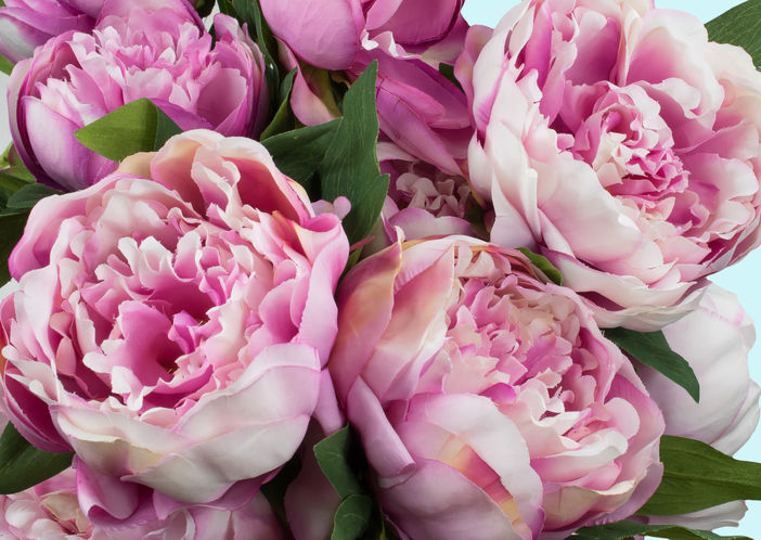 Peony